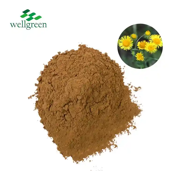 Elecampane Extract